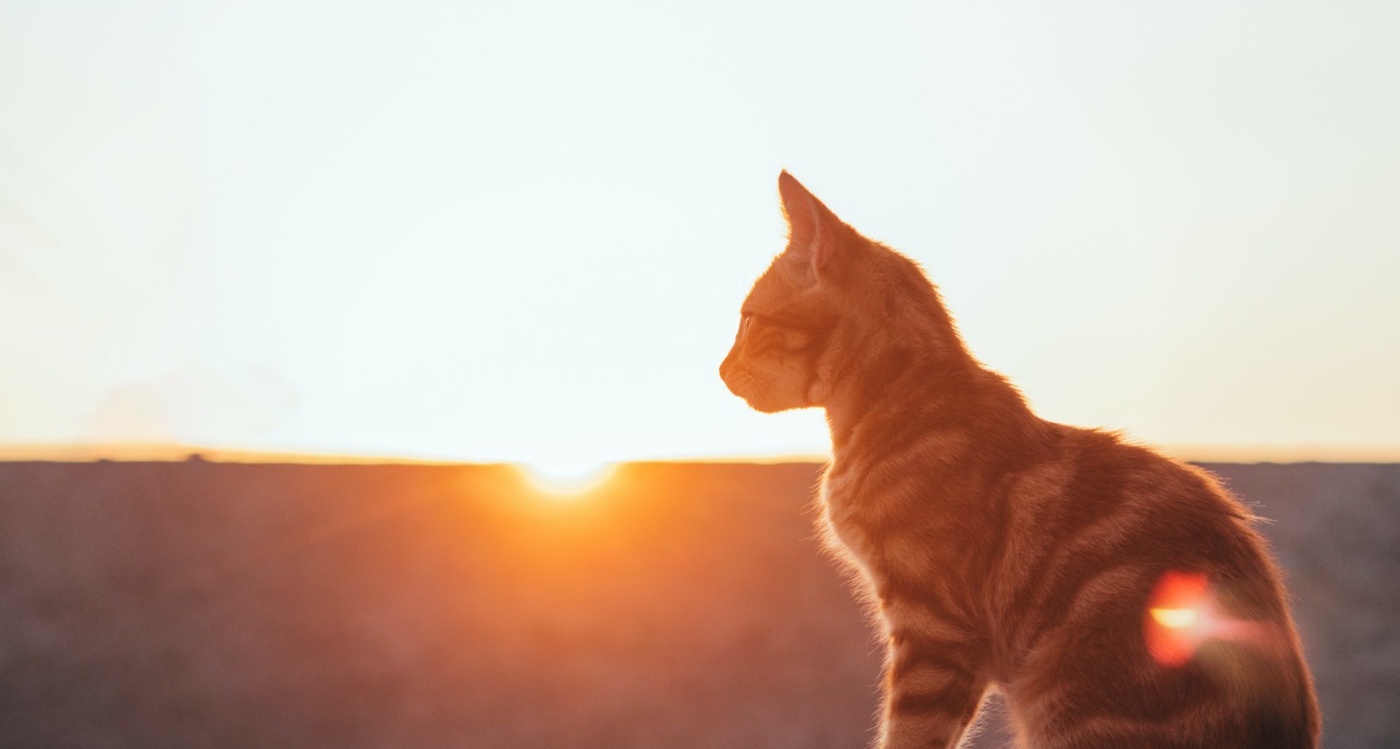 Veterinary Clinic Tour St. Boni Pet Hospital