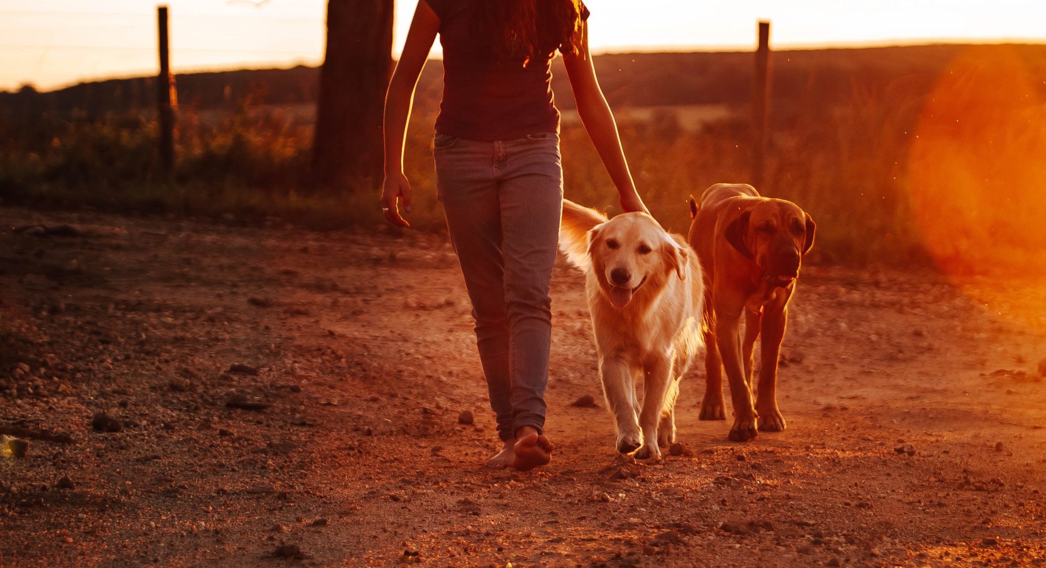 Meet the team St. Boni Pet Hospital