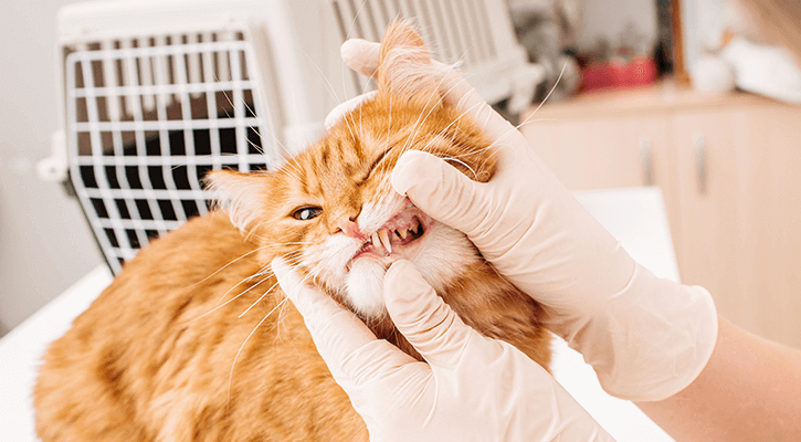 Veterinary Dental Care