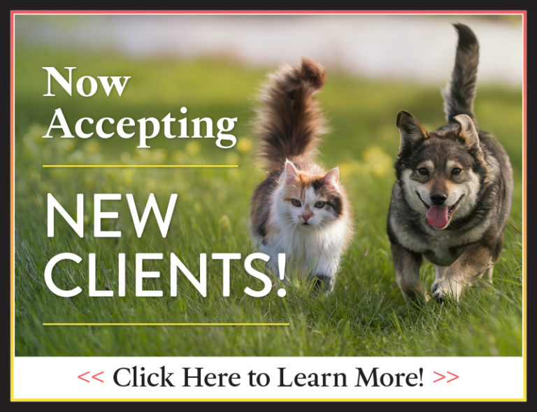 Veterinarian in MN St. Boni Pet Hospital